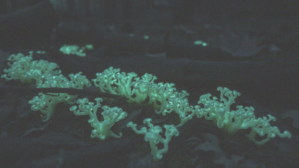 Jakie mają właściwości bioluminescencyjne?