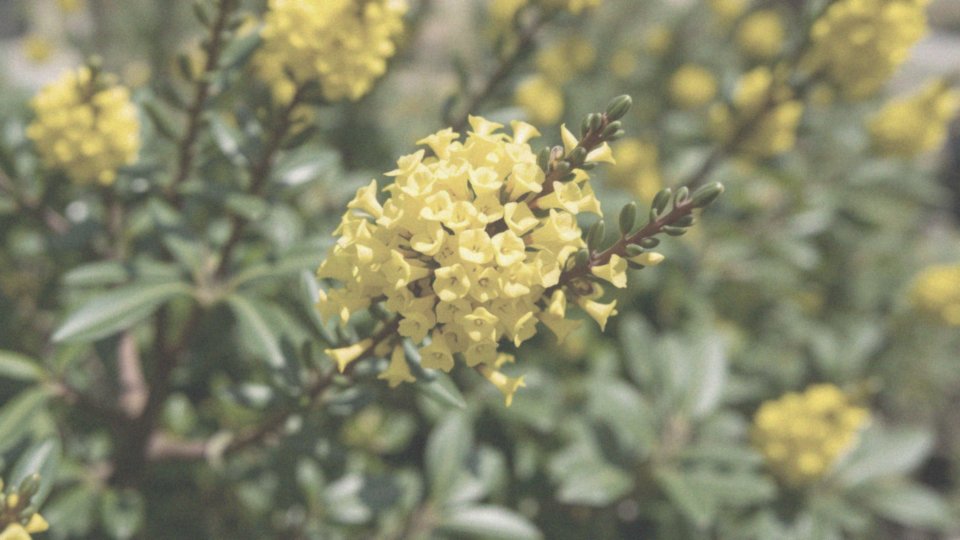 Jakie kwiaty produkuje mahonia?