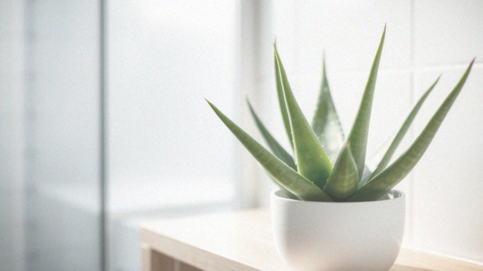 Jak aloes może pomóc w regeneracji naskórka?