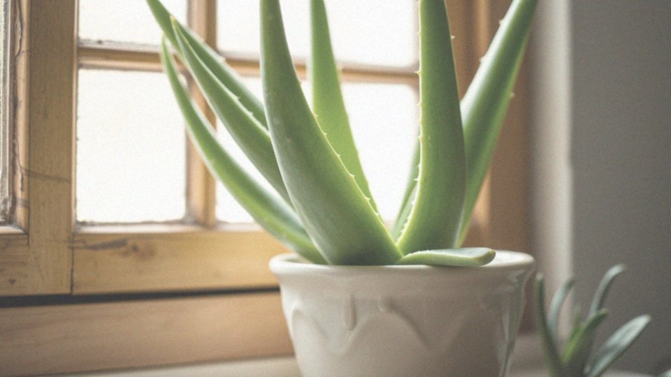 Jak aloes łagodzi skutki oparzeń i podrażnień?