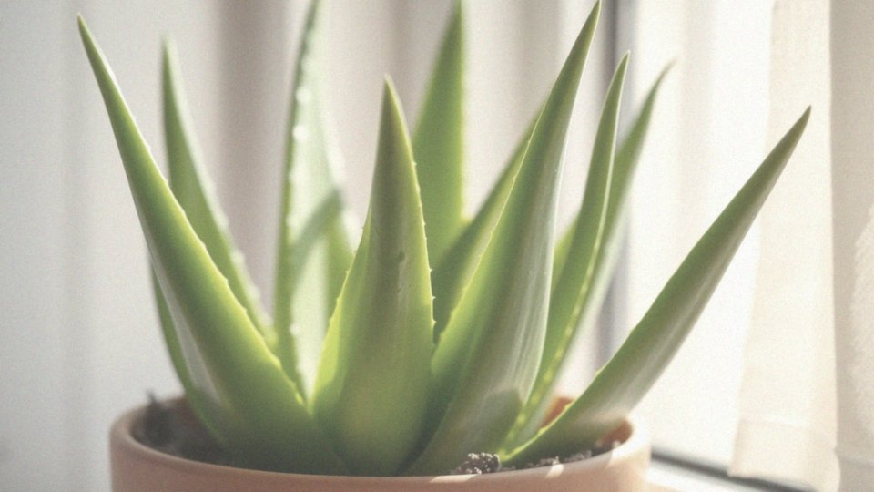 Dlaczego aloes ma działanie przeciwzapalne?