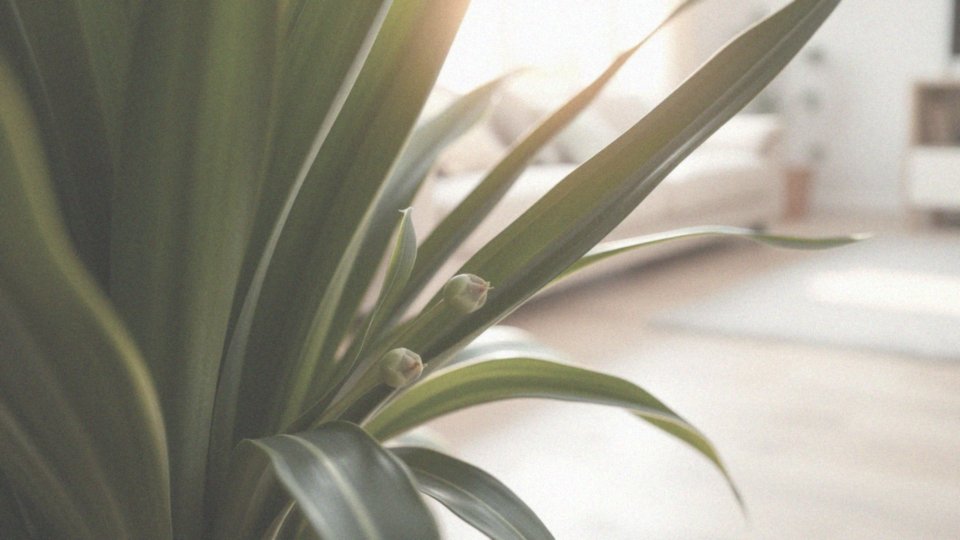 Jak dracena produkuje owocniki podczas kwitnienia?